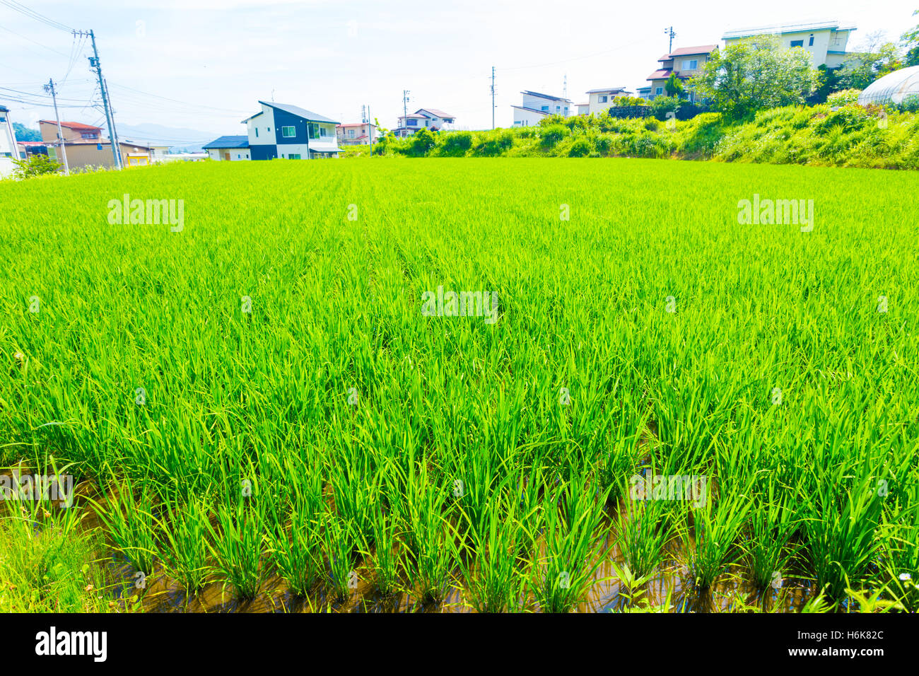 Residential houses seen behind green stalks of grass on small plot of land used for rice farming in rural Japan. Horizontal Stock Photo