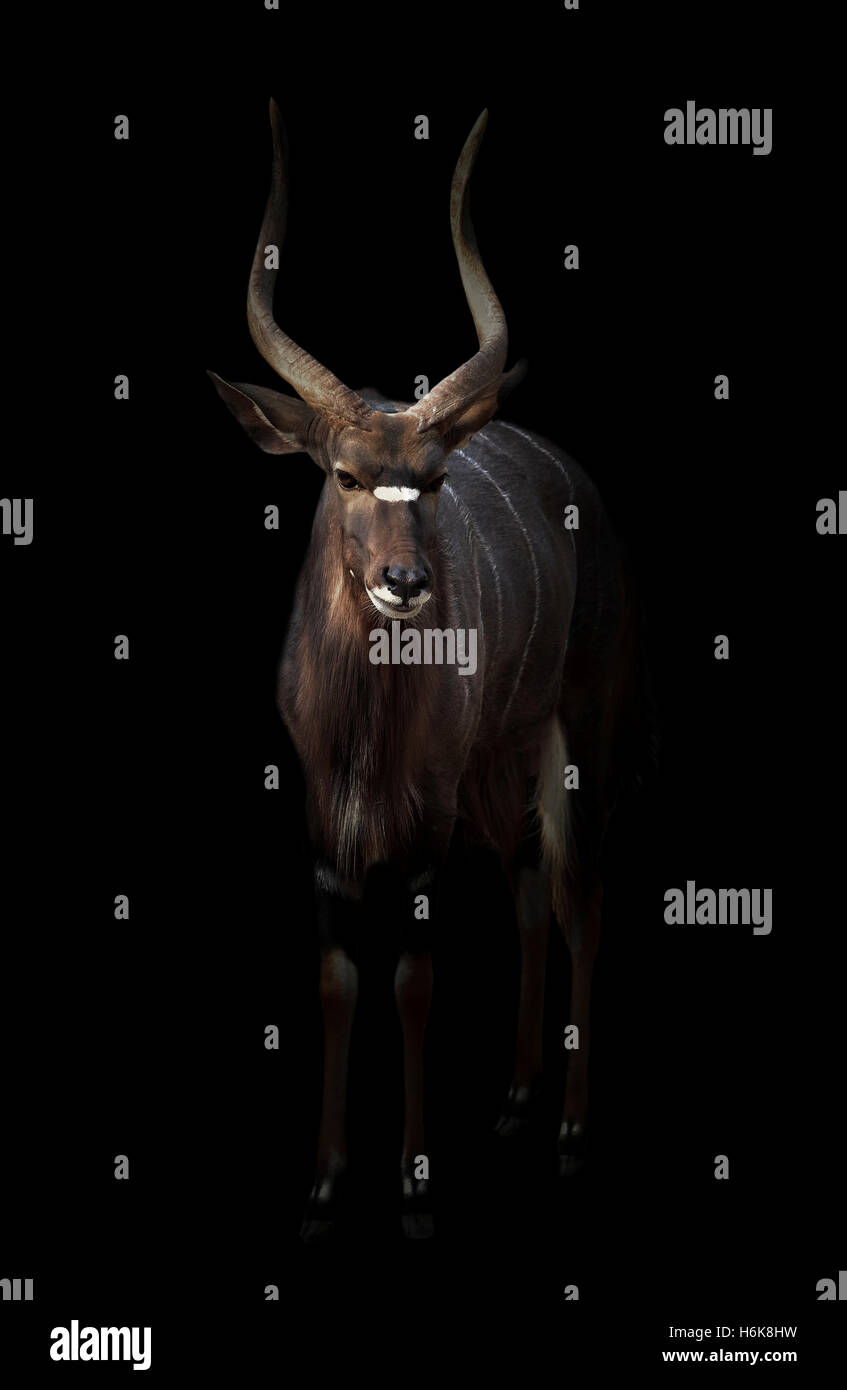 male nyala standing in the dark with spotlight Stock Photo