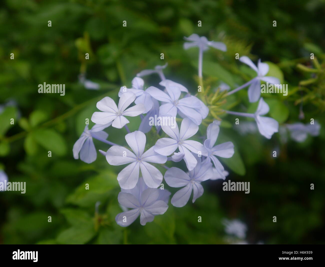 Light blue flower backround Stock Photo Alamy