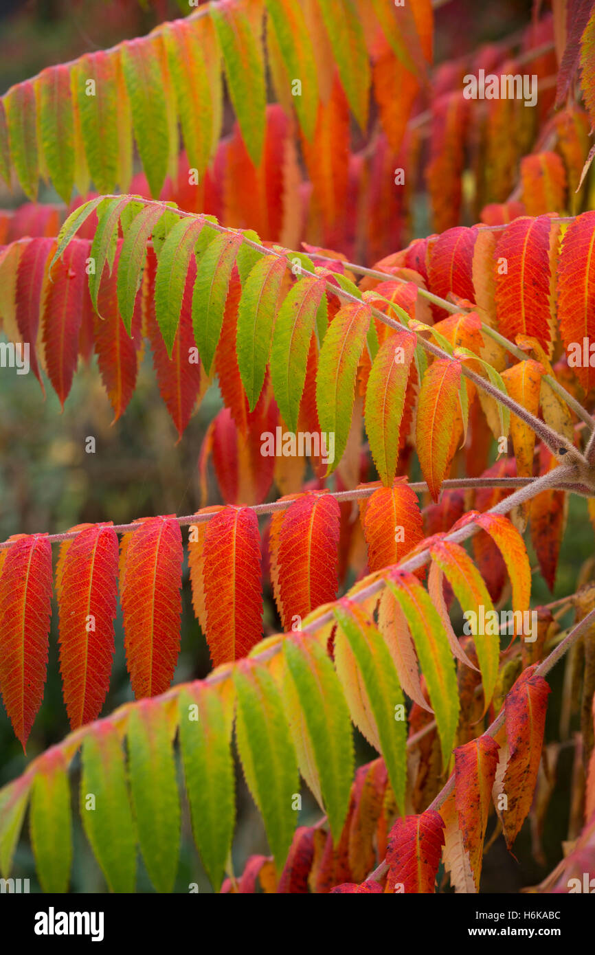 A sumac tree growing in a garden in Redditch, Worcestershire, provides a splash of autumn colour Stock Photo
