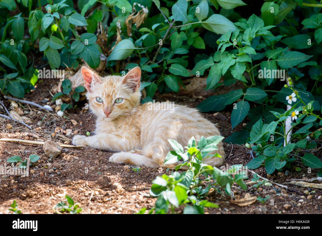 Feral Cat sitting in the shadow of a bush at Hanauma Bay on Oahu