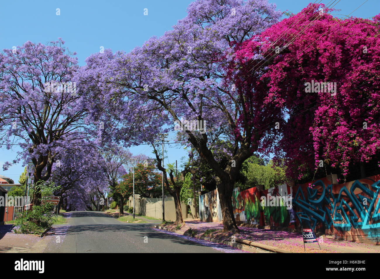 Johannesburg, South Africa. 30th Oct, 2016. Jacaranda trees blossoming in purple colours in a street in Johannesburg, South Africa, 30 October 2016. PHOTO: JUERGEN BAETZ/dpa/Alamy Live News Stock Photo