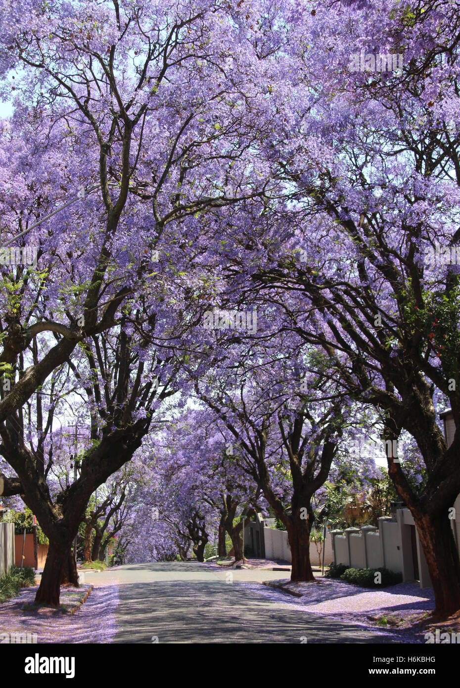 Jacaranda johannesburg hires stock photography and images Alamy