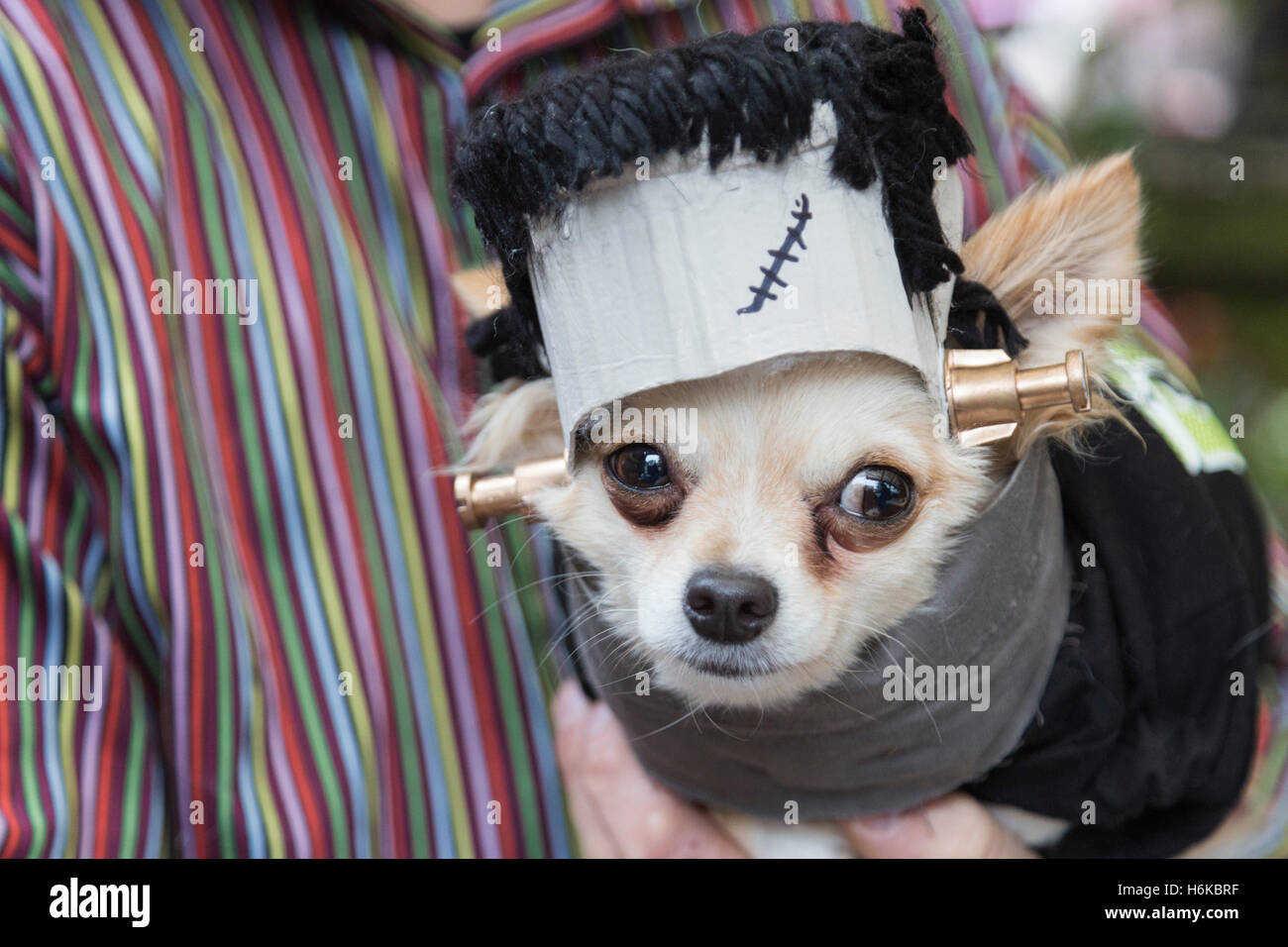 Image result for frankenstein dog costume