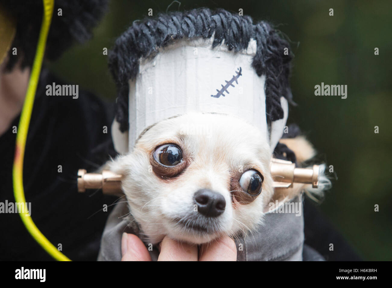 Dog In A Halloween Costume High Resolution Stock Photography And Images Alamy