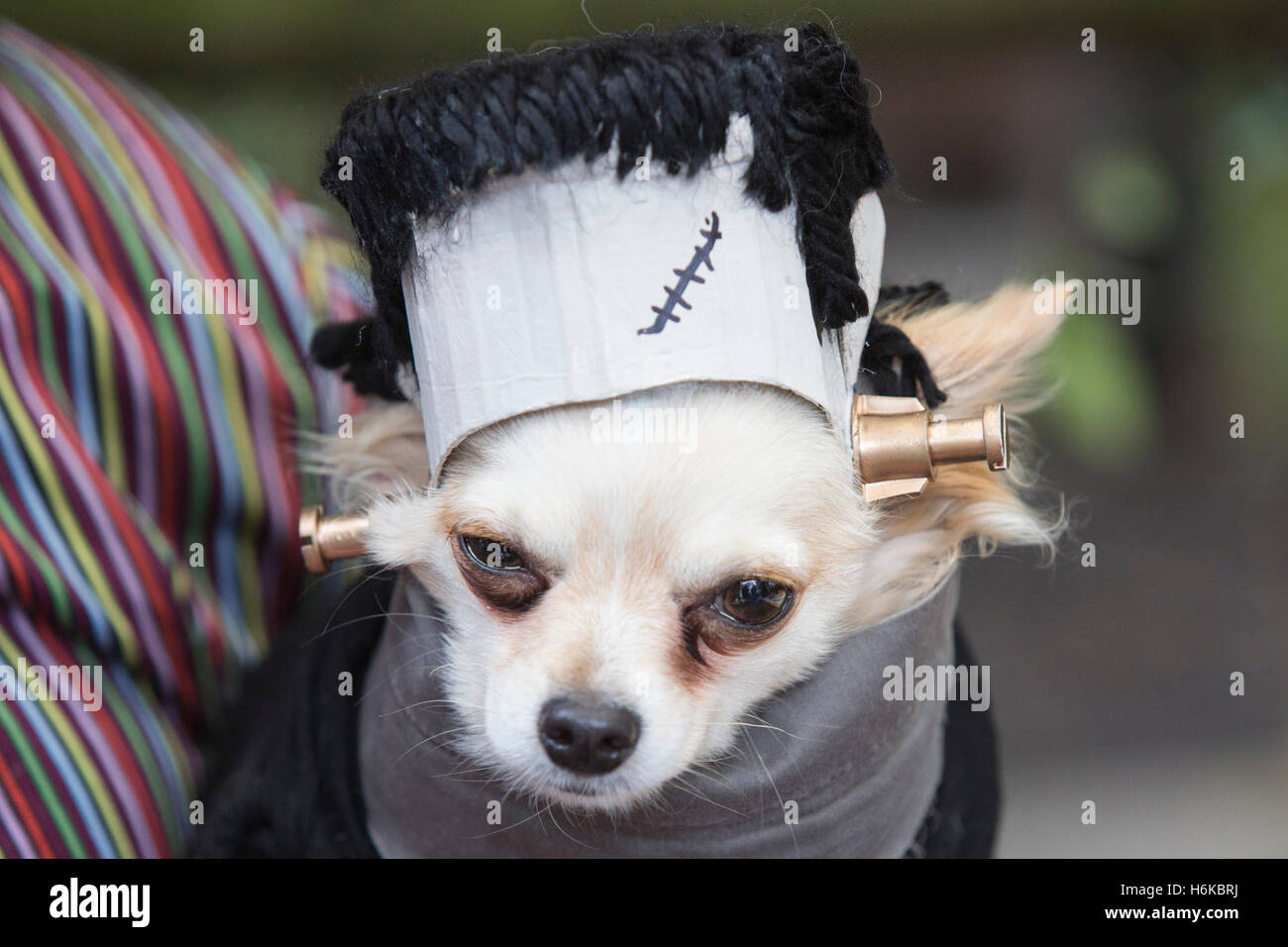 Chihuahua Scary High Resolution Stock Photography And Images Alamy