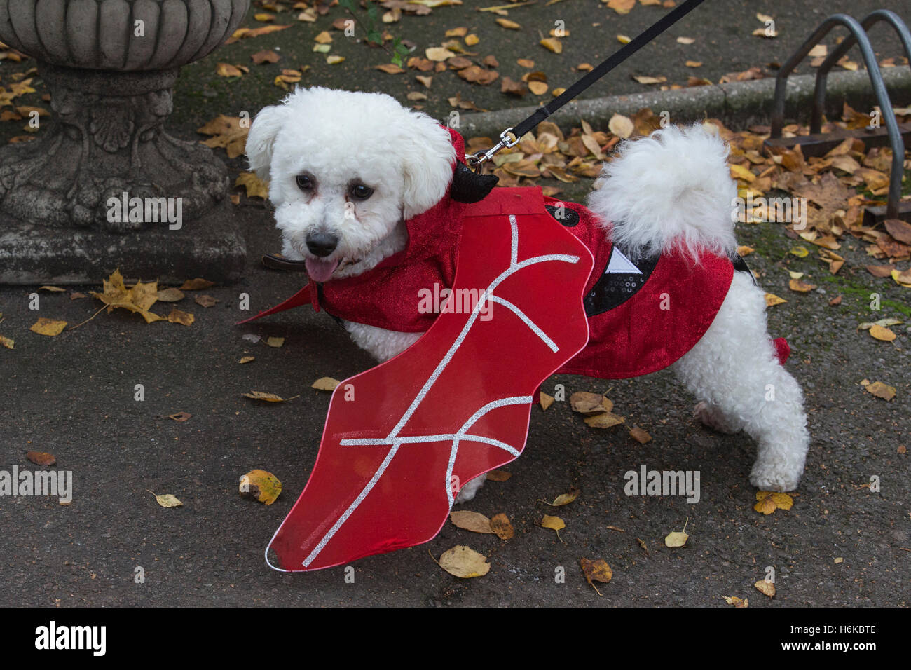 Bichon frise cheap costume