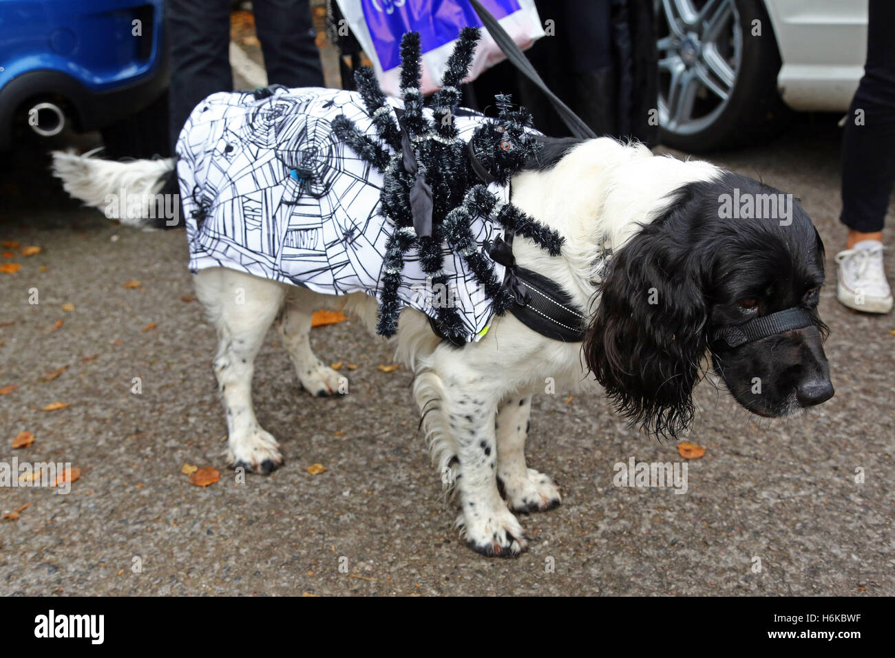 London UK. 30th October 2016. Ollie the English Springer Spaniel