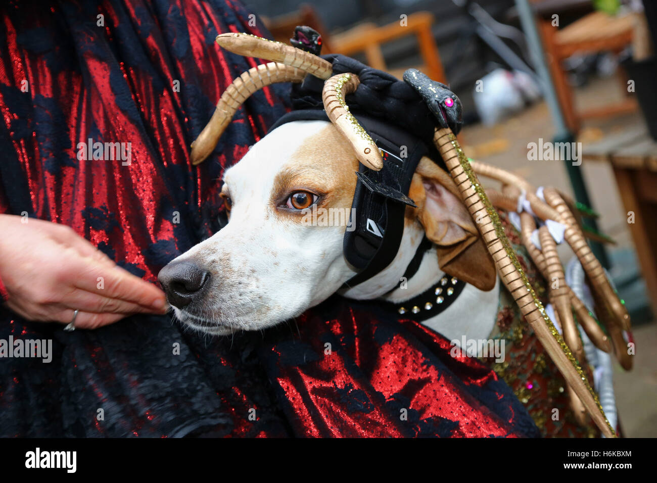 London, UK. 30th October 2016. Dottie the Pointer dressed up as a Medusa in  Halloween fancy dress costume for the All Dogs Matter Halloween Dog Walk to  raise funds for the charity