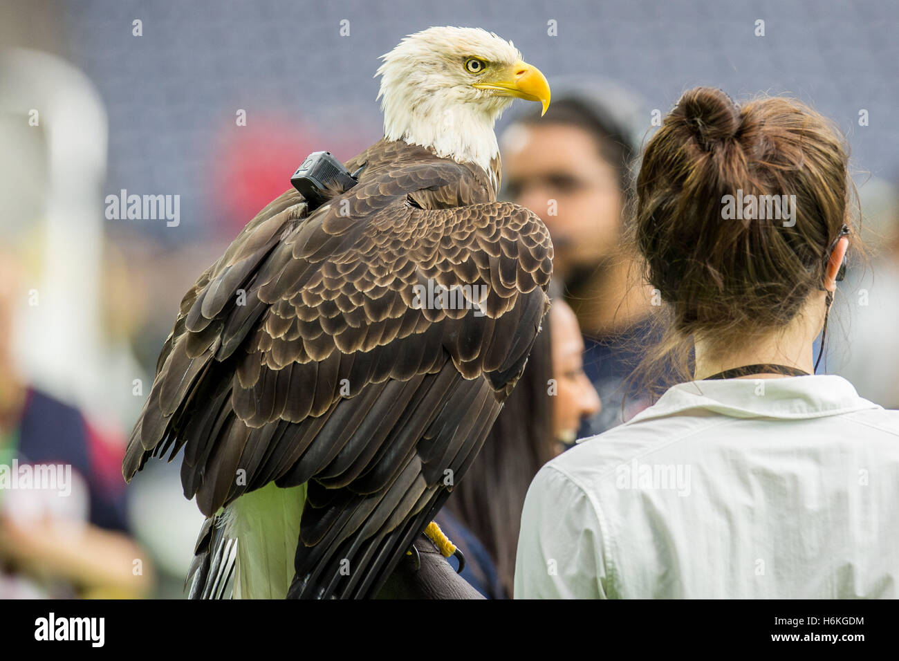 Houston, Texas, USA. 30th Oct, 2016. Challenger the American Bald