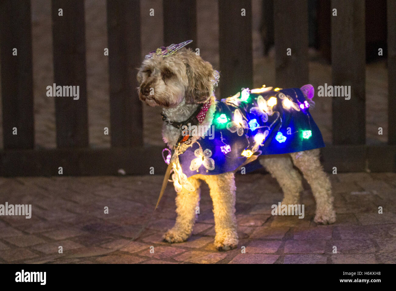Pet dogs wearing LED lights, illuminated decorated bright lights in Blackpool, Lancashire, UK,  Pampered Pooch at LumiDogs LightPool Festival. LumiDogs was first staged in 2014 and was back by ´pup´ular demand for 2016. Dogs and their owners appeared in costumes, material and lights with dressed up dogs appearing as a unicorn, ballerina, ballroom dancer, cowboy or aeroplane.  Pomeranian, Shih Tzu, Chihuahua, Terriers, and Cockapoos festooned with LED’s as these canine stars lit up St Johns Square. Stock Photo