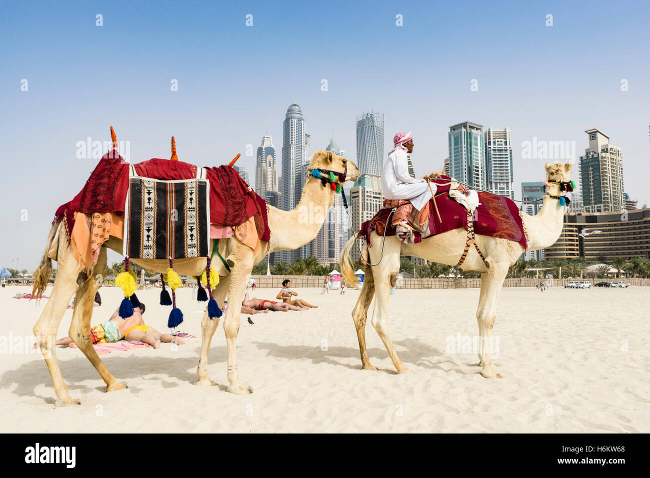 Camels on beach offering tourist rides in JBR district of Dubai United Arab Emirates Stock Photo