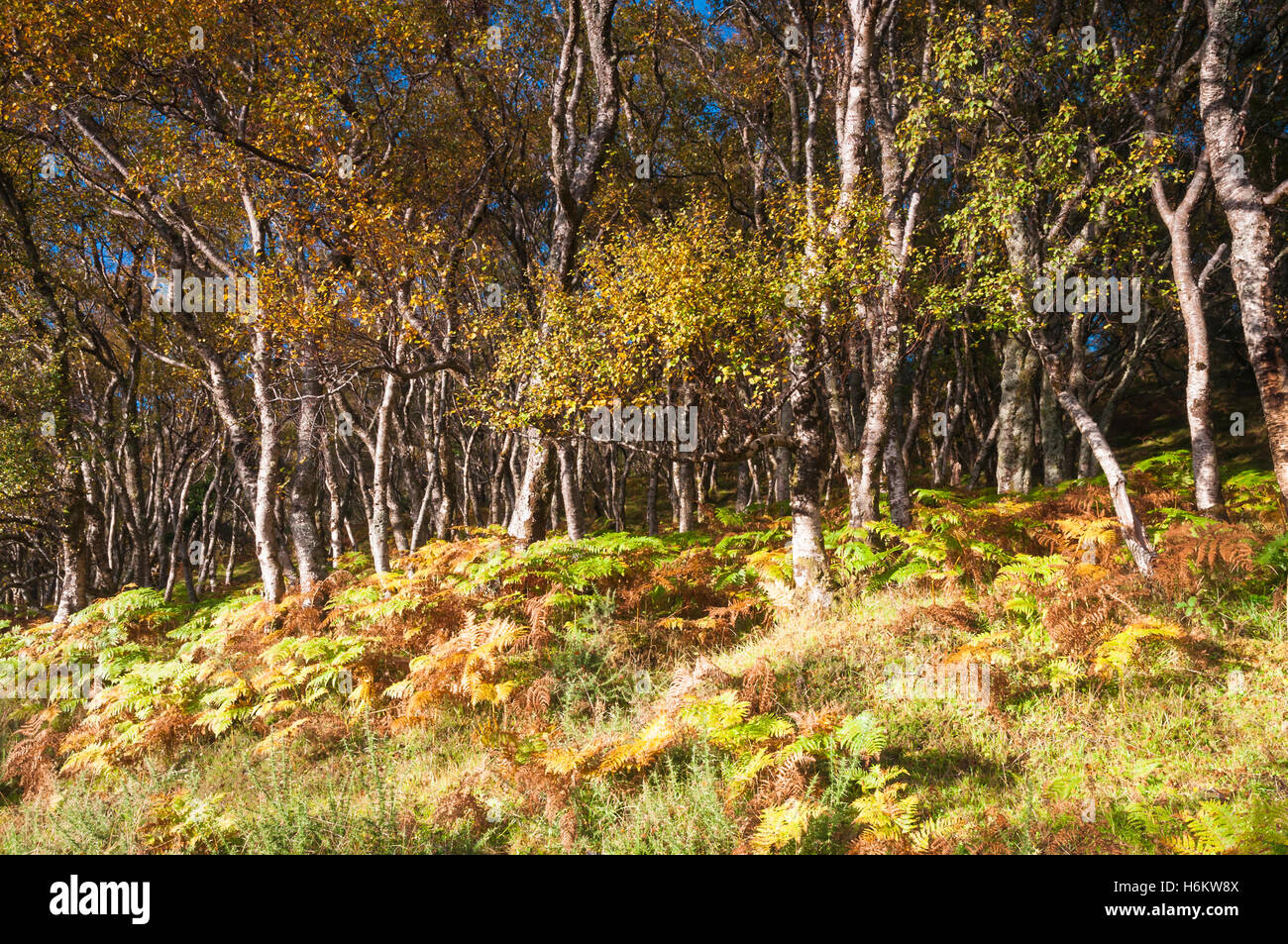 Silver Birch Trees and bracken in afternoon sunlight, Scotland. Stock Photo