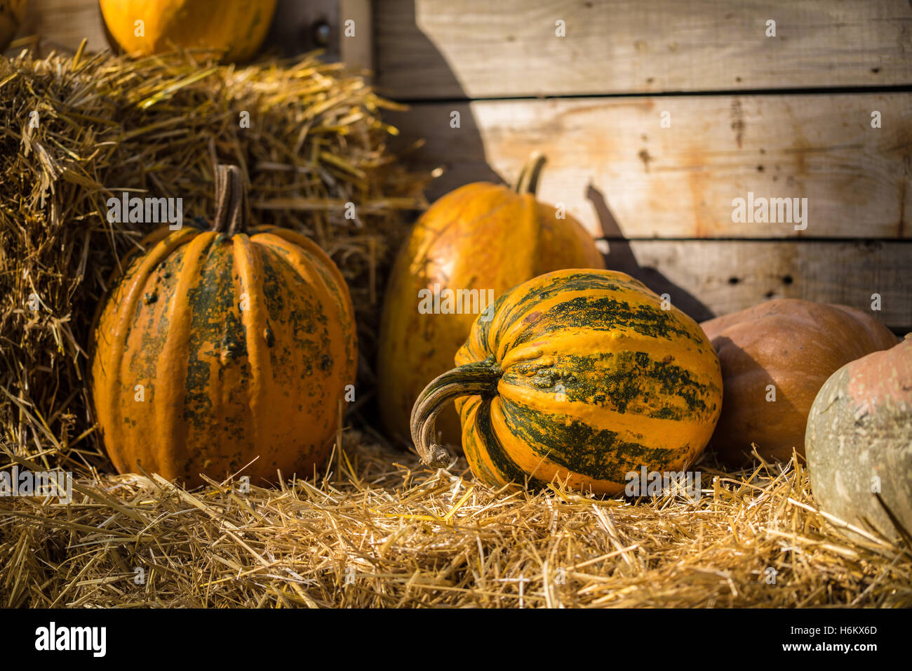 Helloween pumpkin on hay at old wooden farm house Stock Photo Alamy