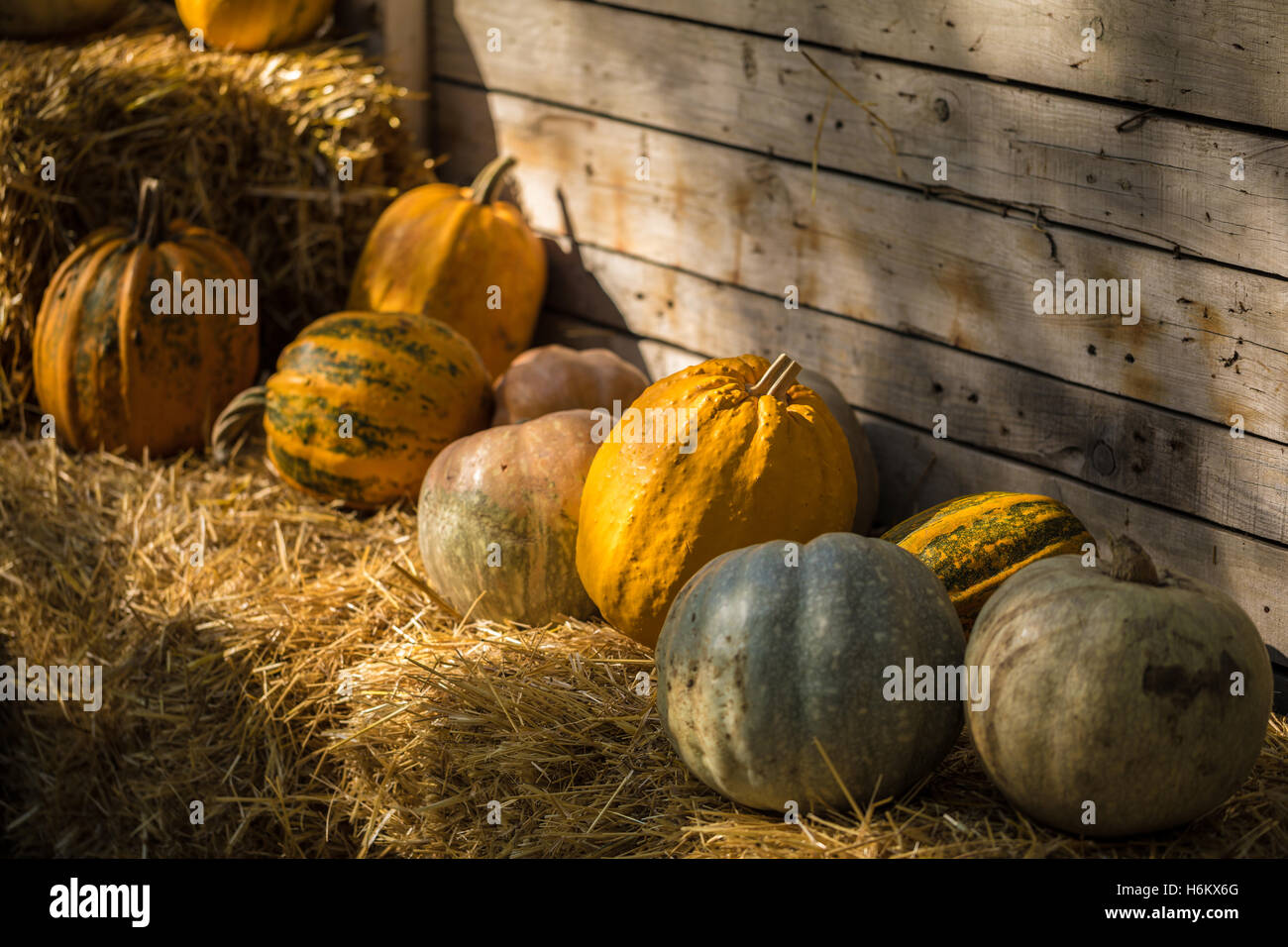 Helloween pumpkin on hay at old wooden farm house Stock Photo Alamy
