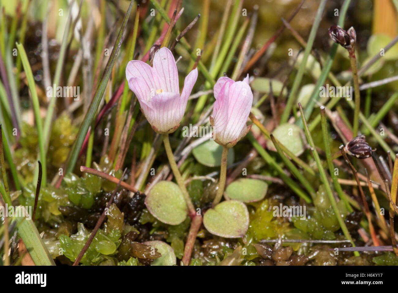 bog pimpernel (Anagallis tenella) growing in bog in Norfolk, England, UK Stock Photo