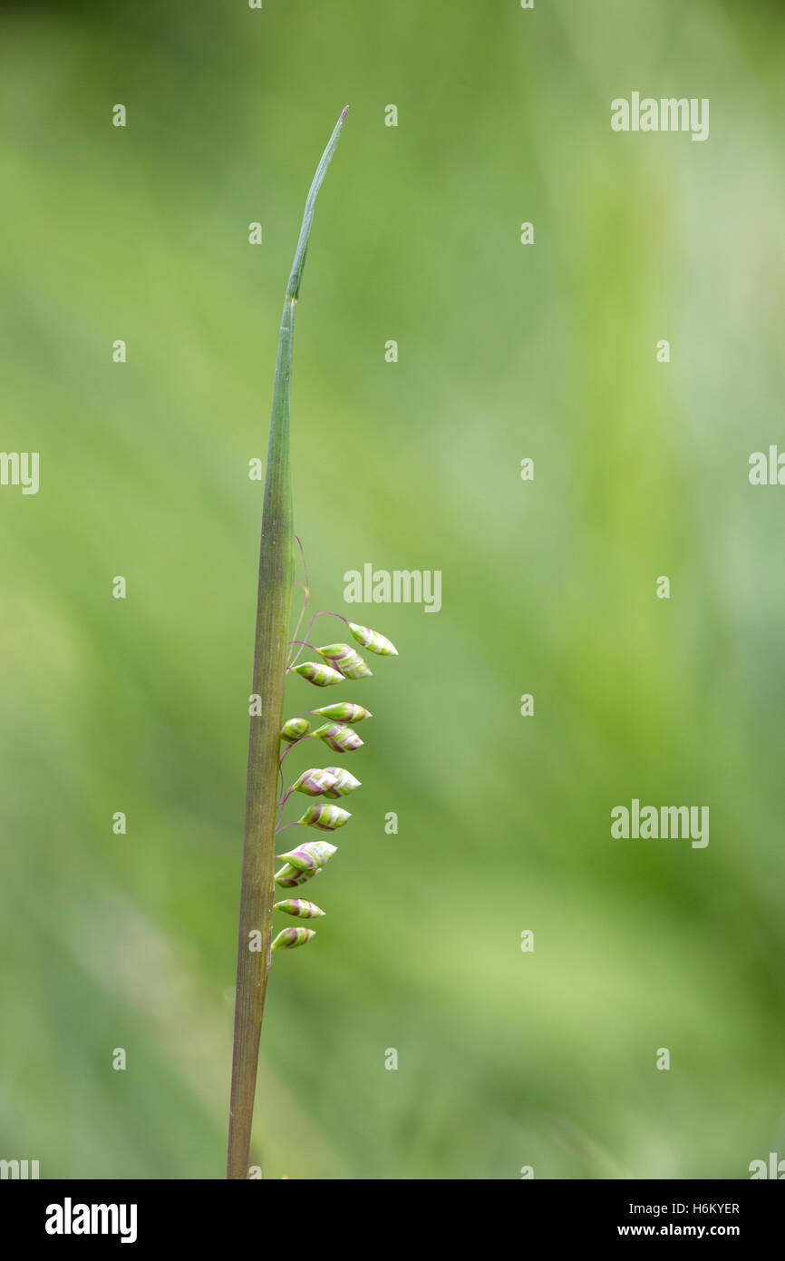 common quaking grass (Briza media) growing in countryside in field, Hampshire, England, UK Stock Photo