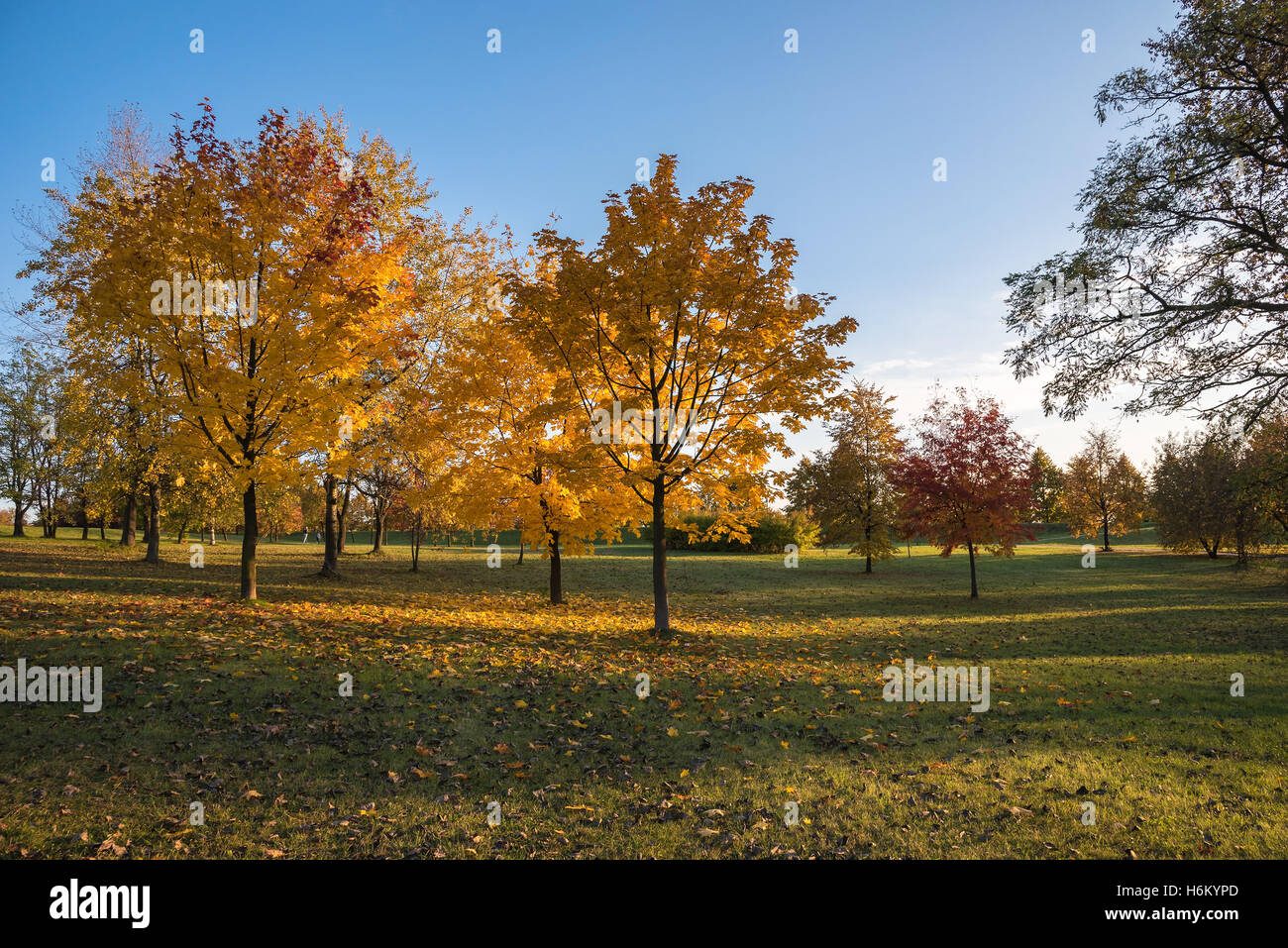 Beautiful colors of autumn in the park at sunset Stock Photo - Alamy