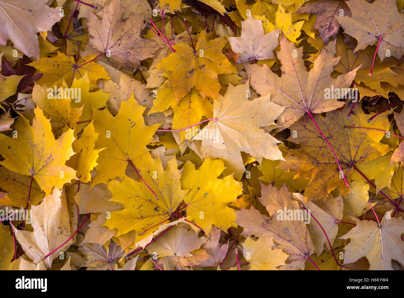 Natural background made of colorful autumn leaves Stock Photo - Alamy