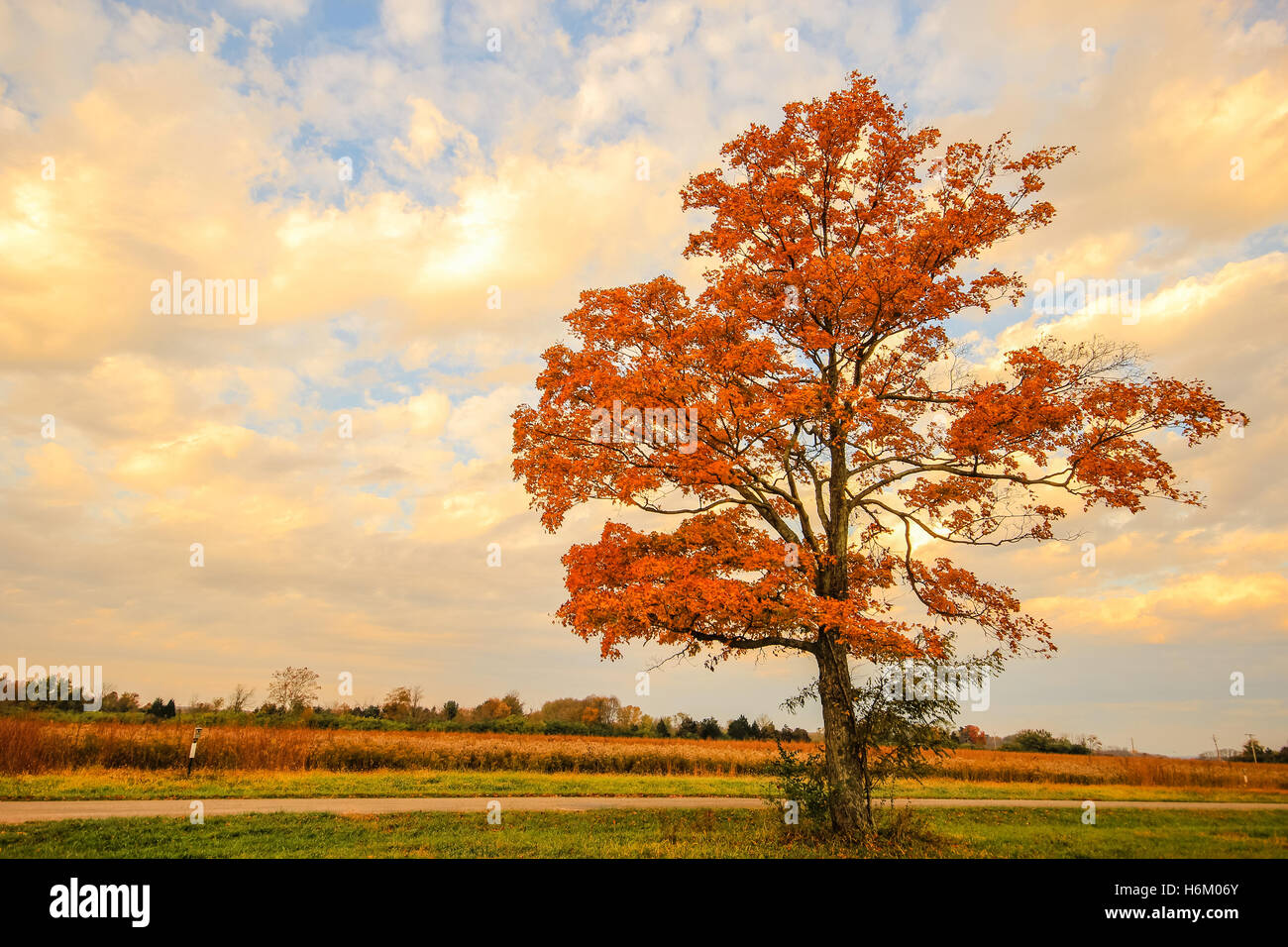 A single tree with vibrant leaves Stock Photo