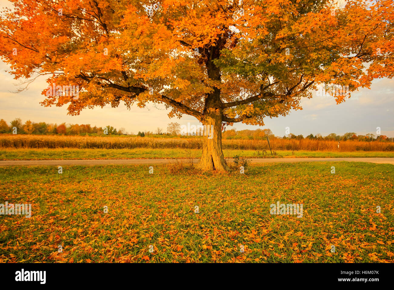 Single tree in autumn with leaves fallen on the ground Stock Photo