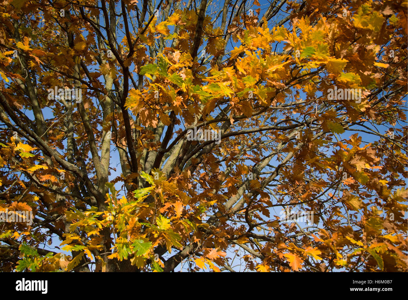 Autumn's seasonal changes on Primrose Hill, London. Stock Photo