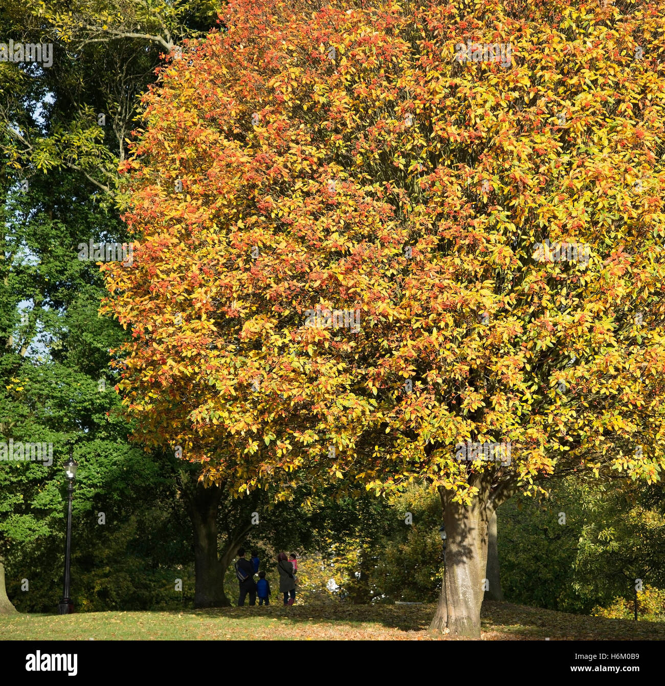 family standing under tree look at stunning beautiful bright Autumn colors Stock Photo