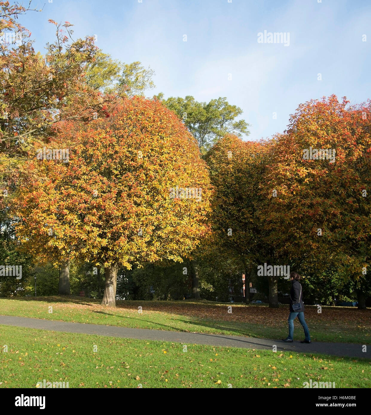 Lady walks on the path on a sunny Autumn day in Primrose Hill, London Stock Photo