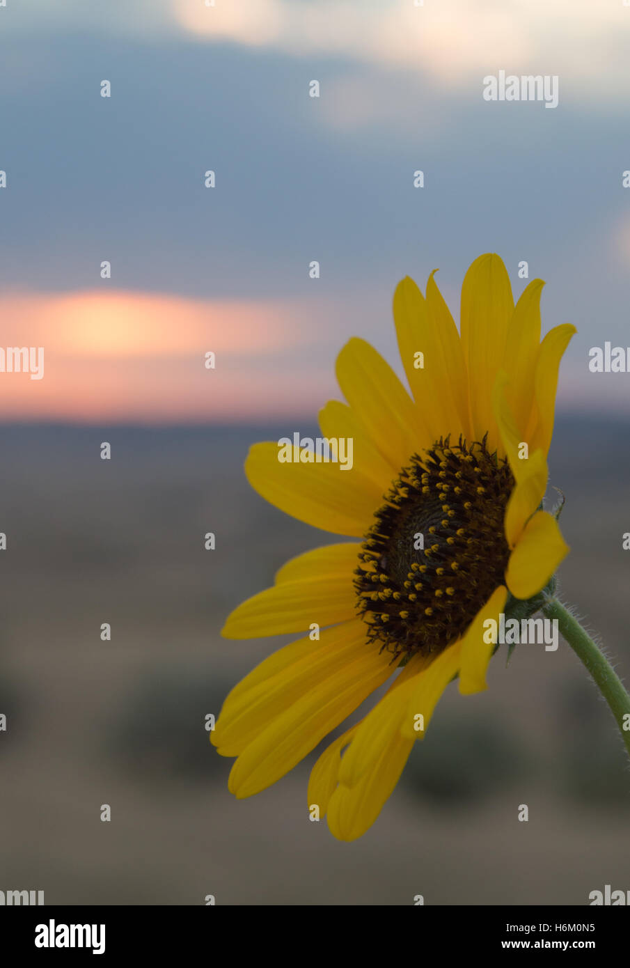 Close Up of a Prairie Sunflower in Profile with a Field and Sunrise in the  Background Stock Photo - Alamy