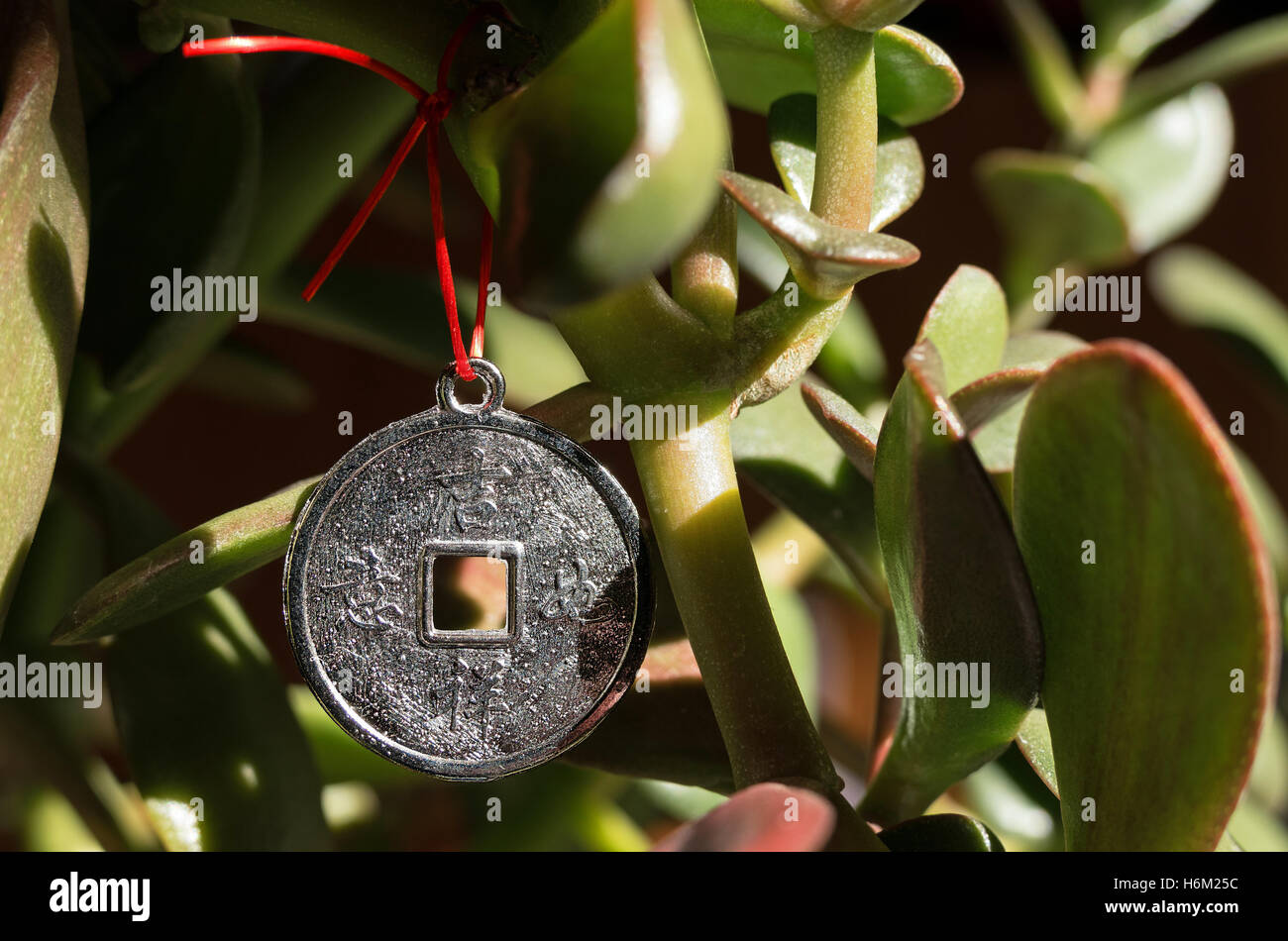 Happy chinese coin hanging on a Money Tree as a symbol of wealth growth. Stock Photo