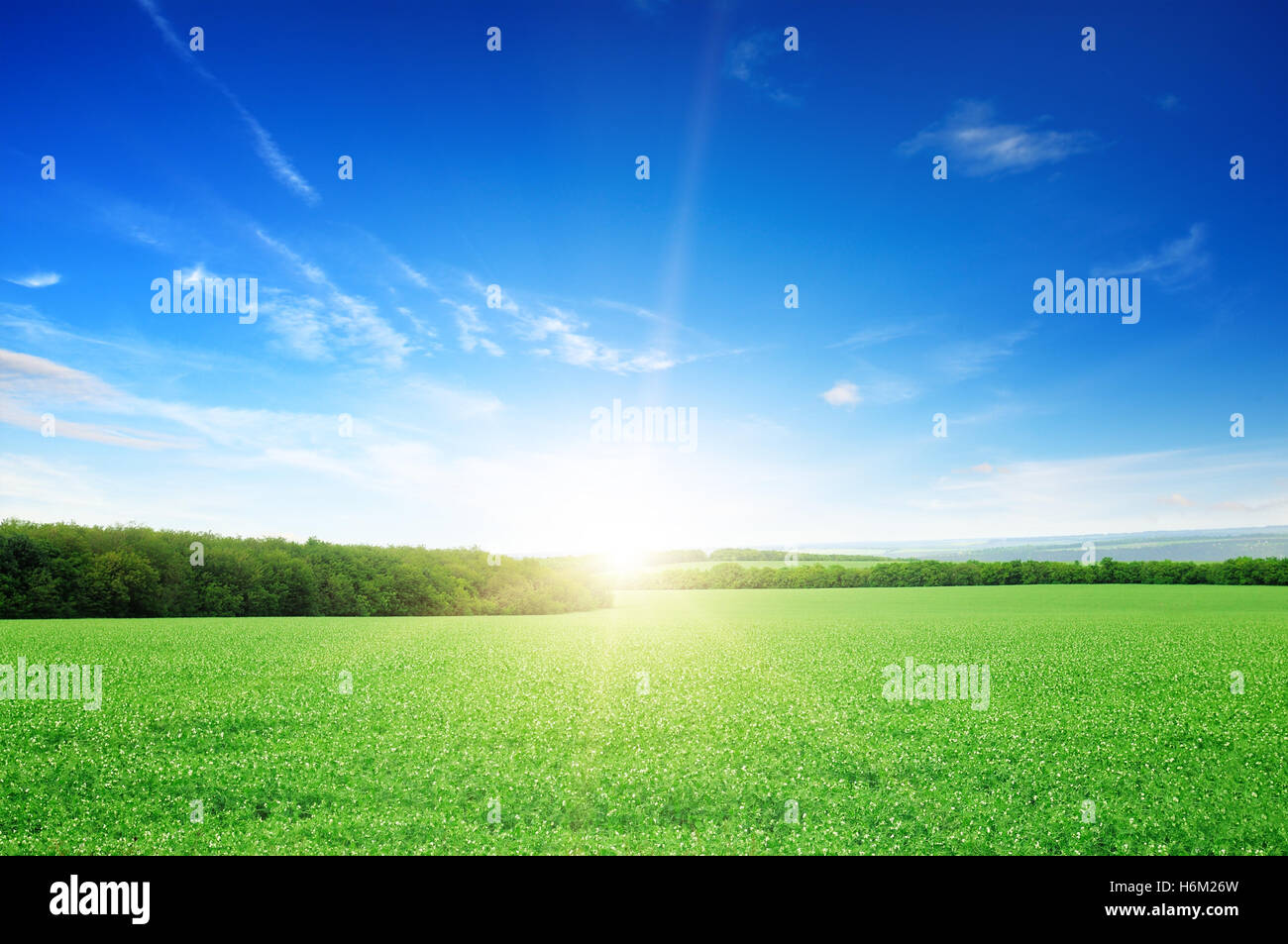 green field, sunrise and blue sky Stock Photo - Alamy