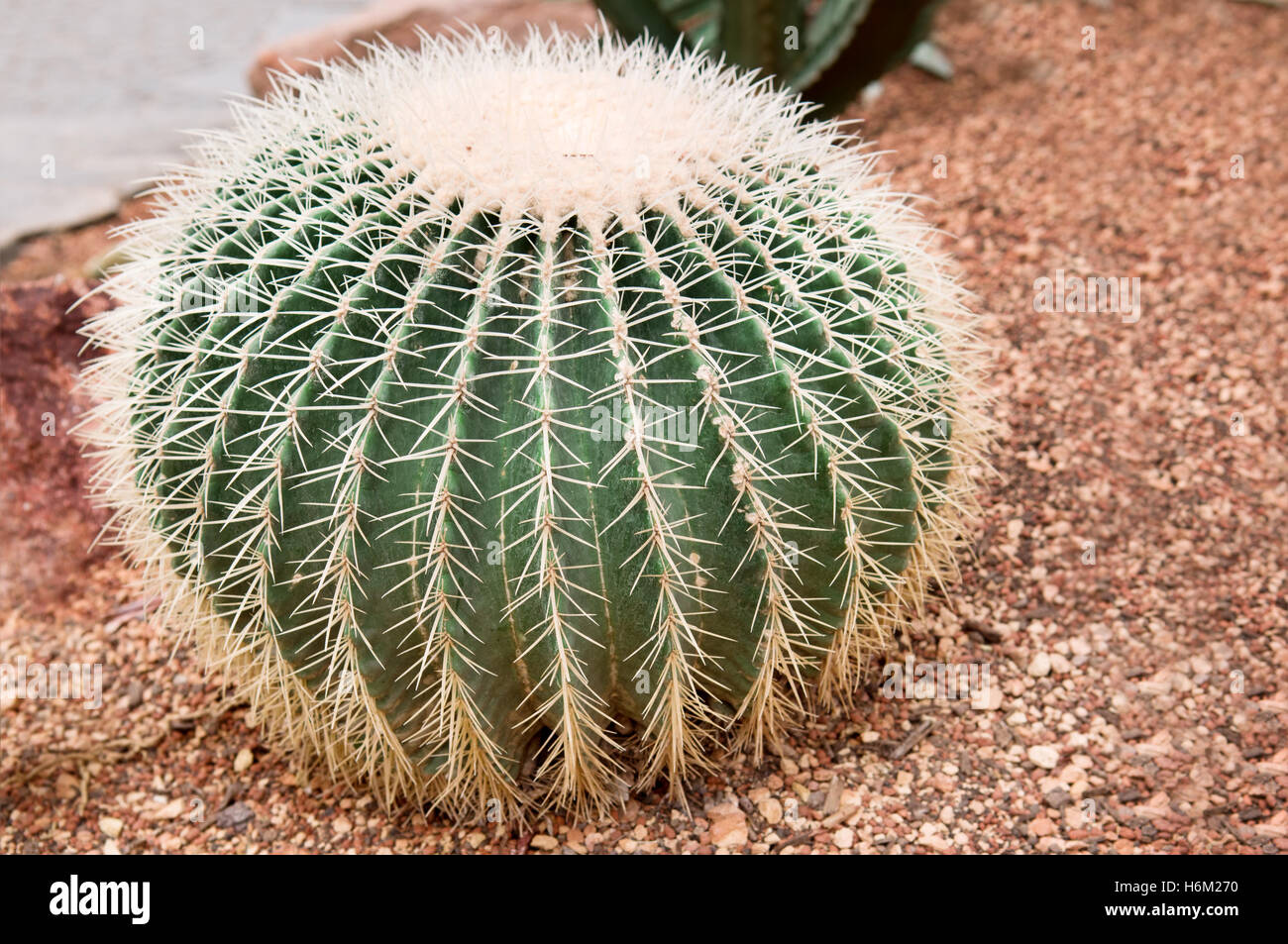 cactus in a greenhouse Stock Photo