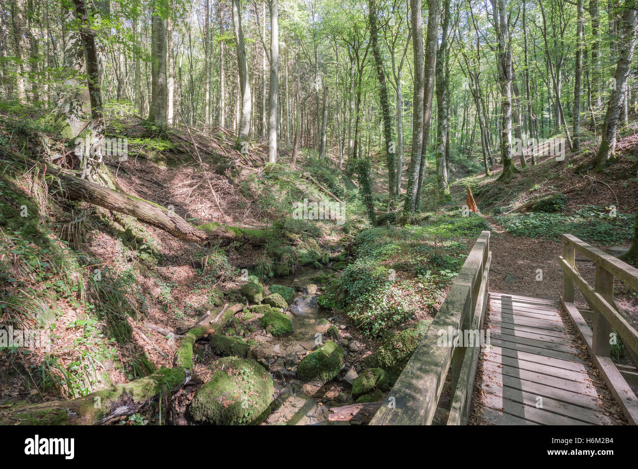 Crossing a bridge in the forest Stock Photo - Alamy