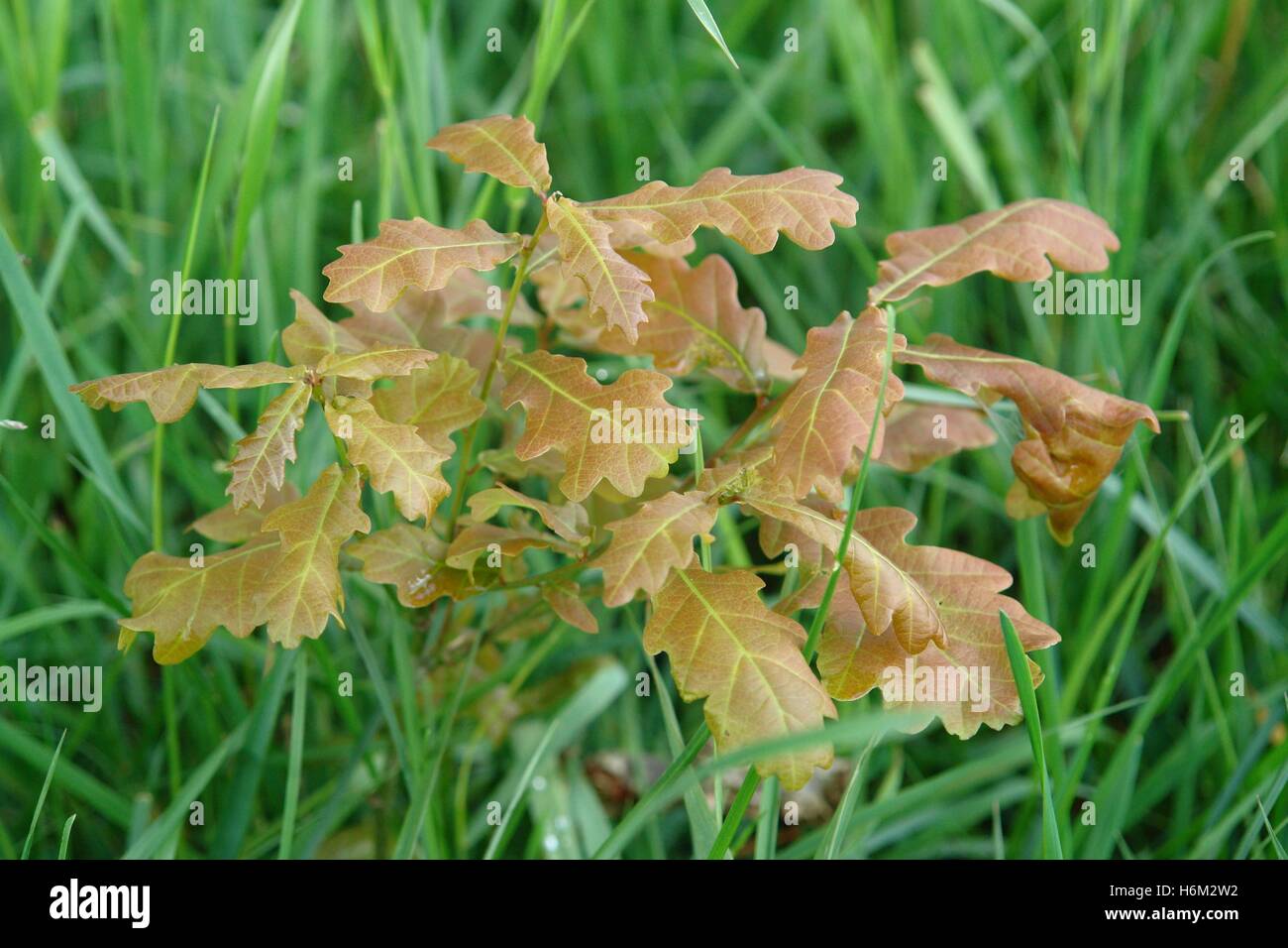 Oak tree forests hi-res stock photography and images - Alamy