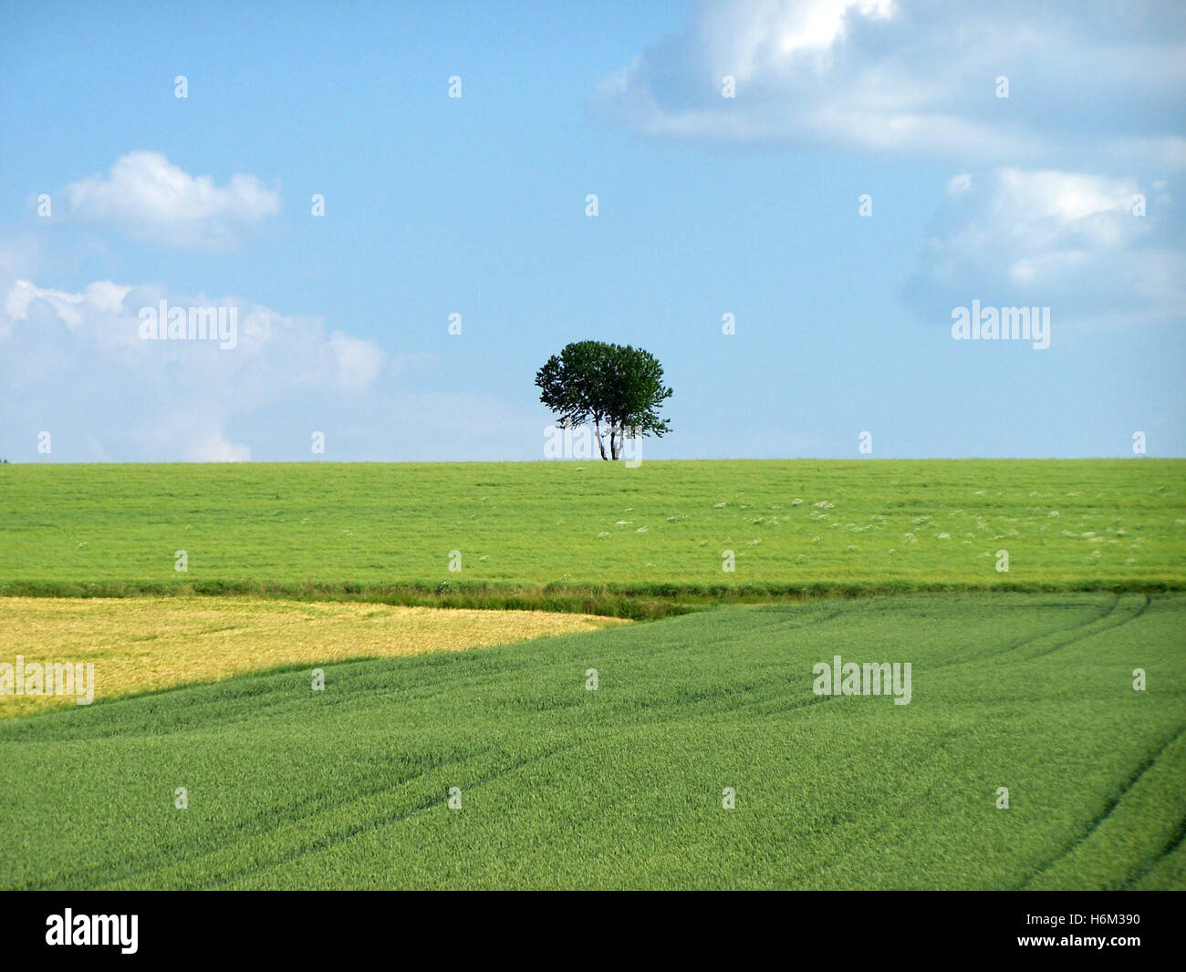 trees forests Stock Photo