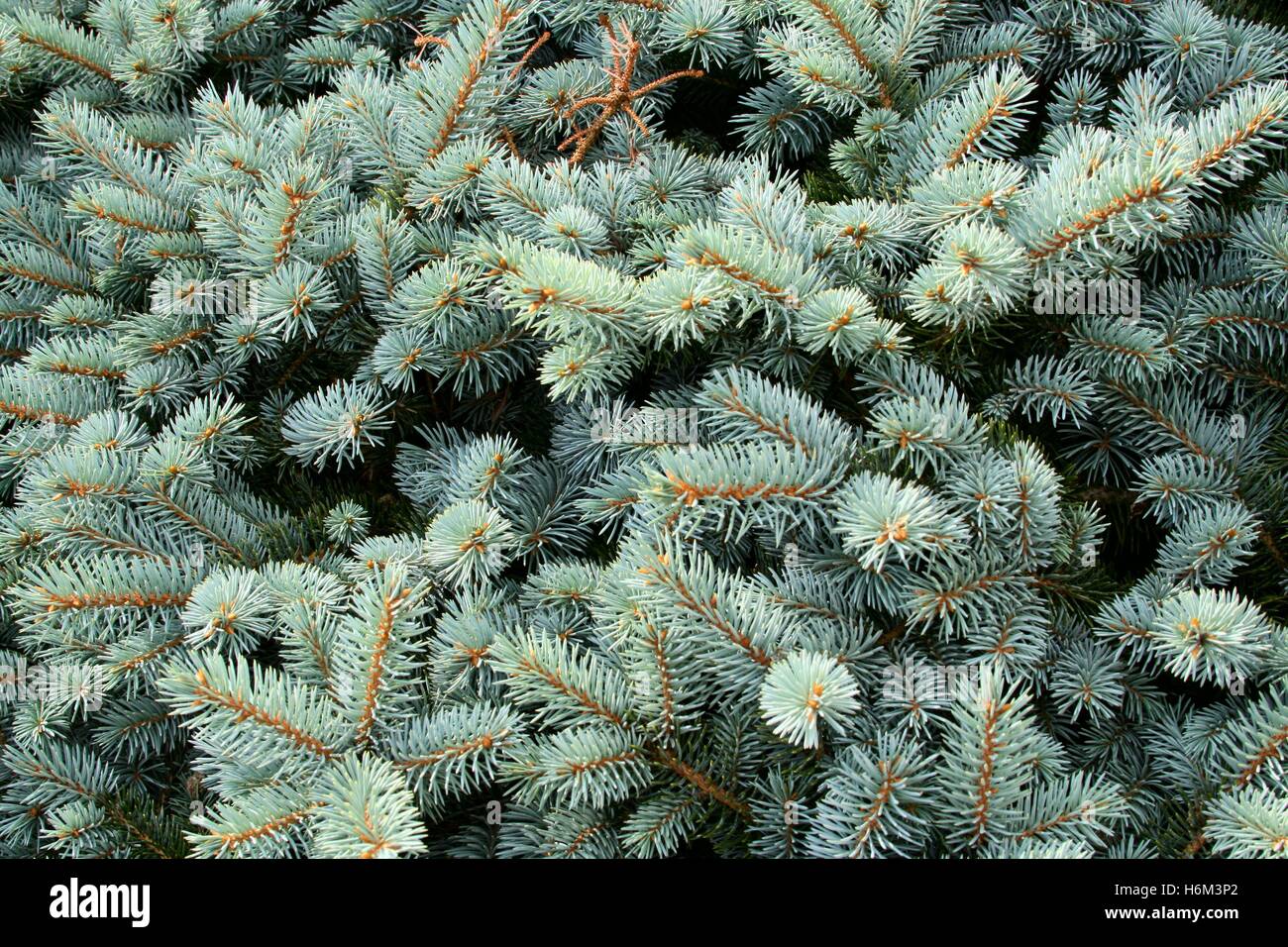tannengrun Stock Photo Alamy