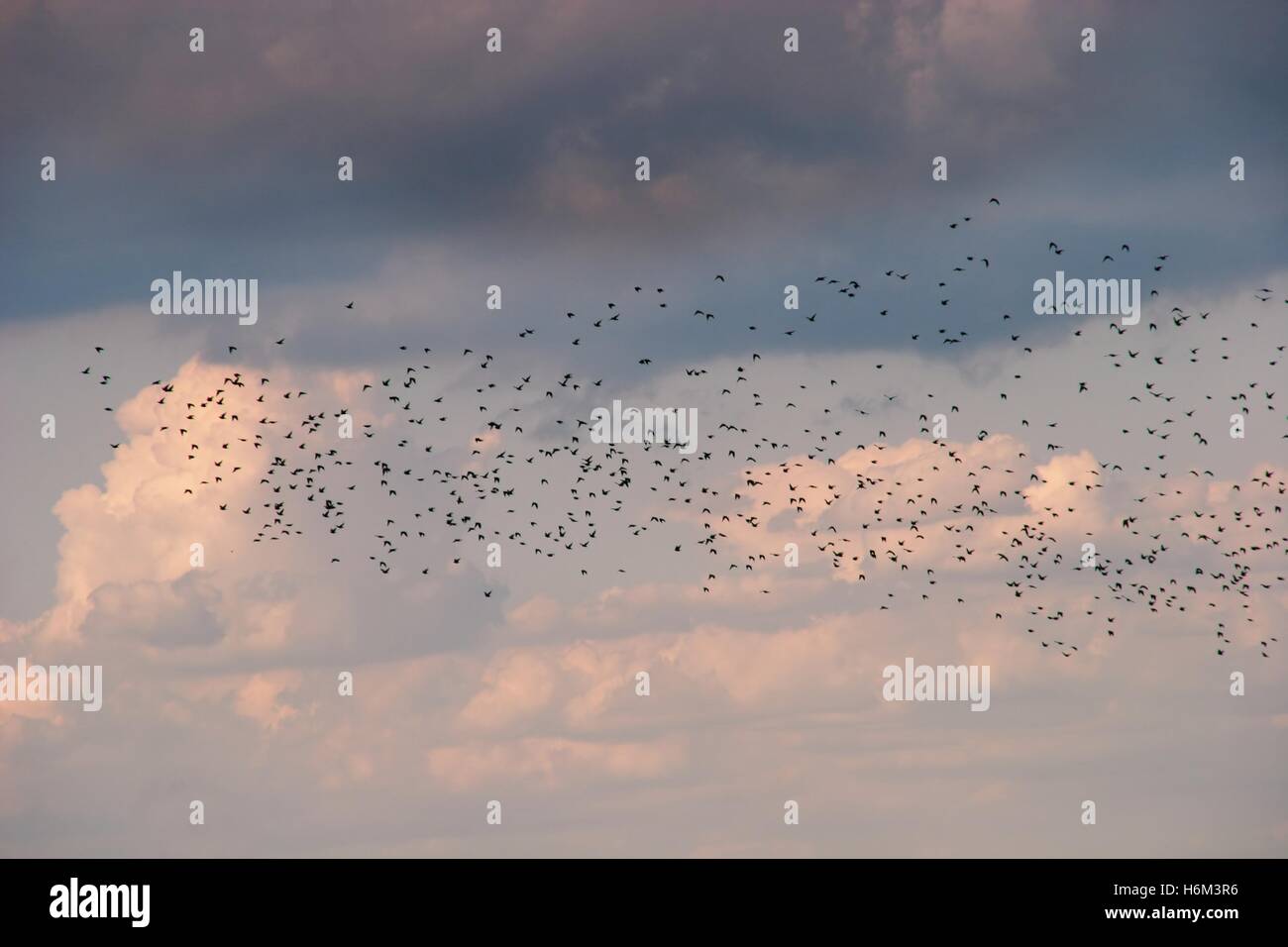 Birds evening flight at sunset hi-res stock photography and images - Alamy