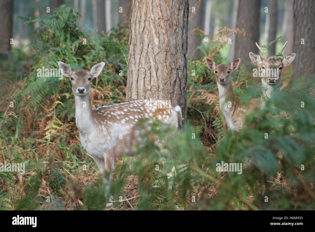 Fauna mammals hi-res stock photography and images - Alamy