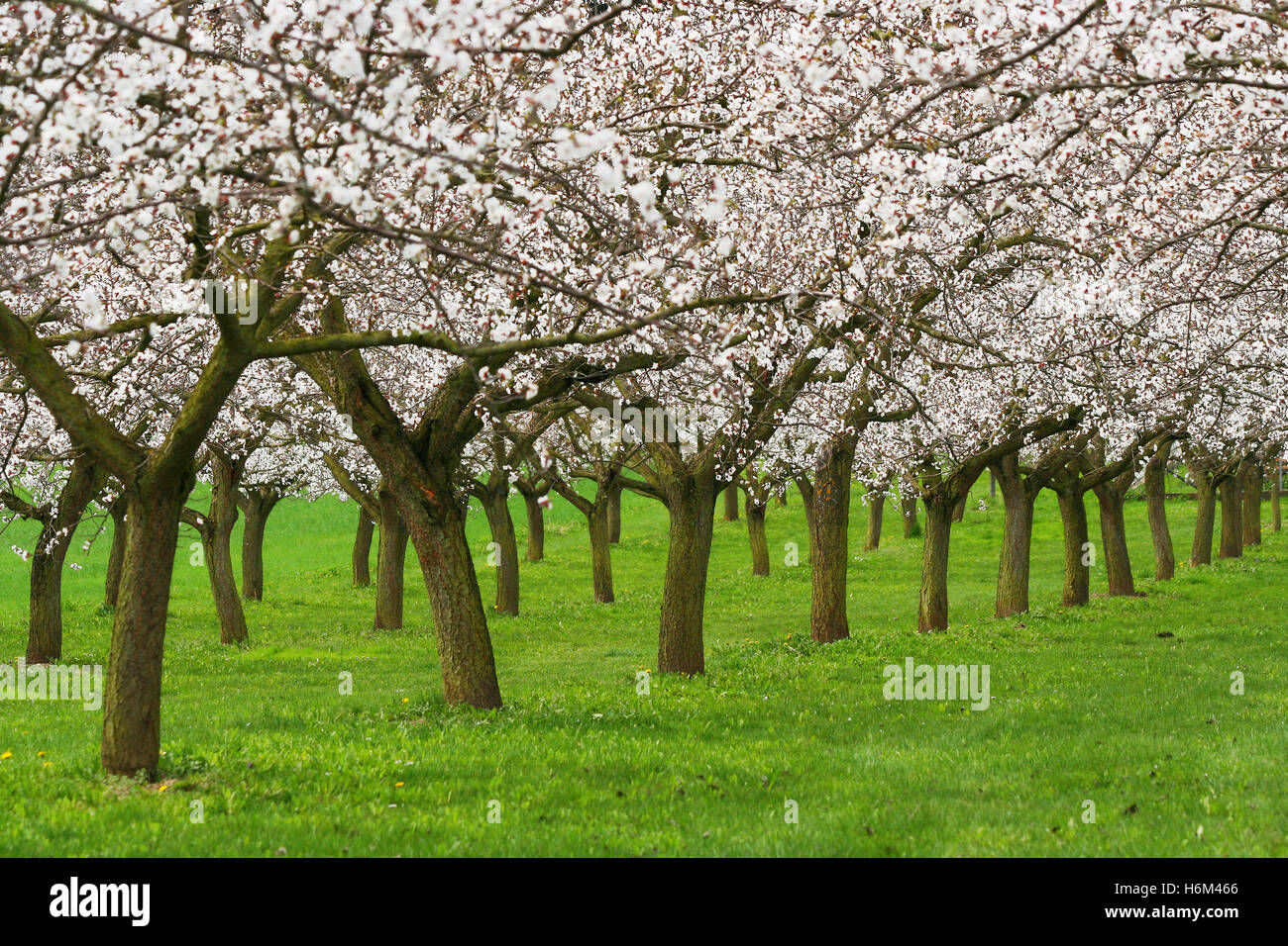 trees forests Stock Photo