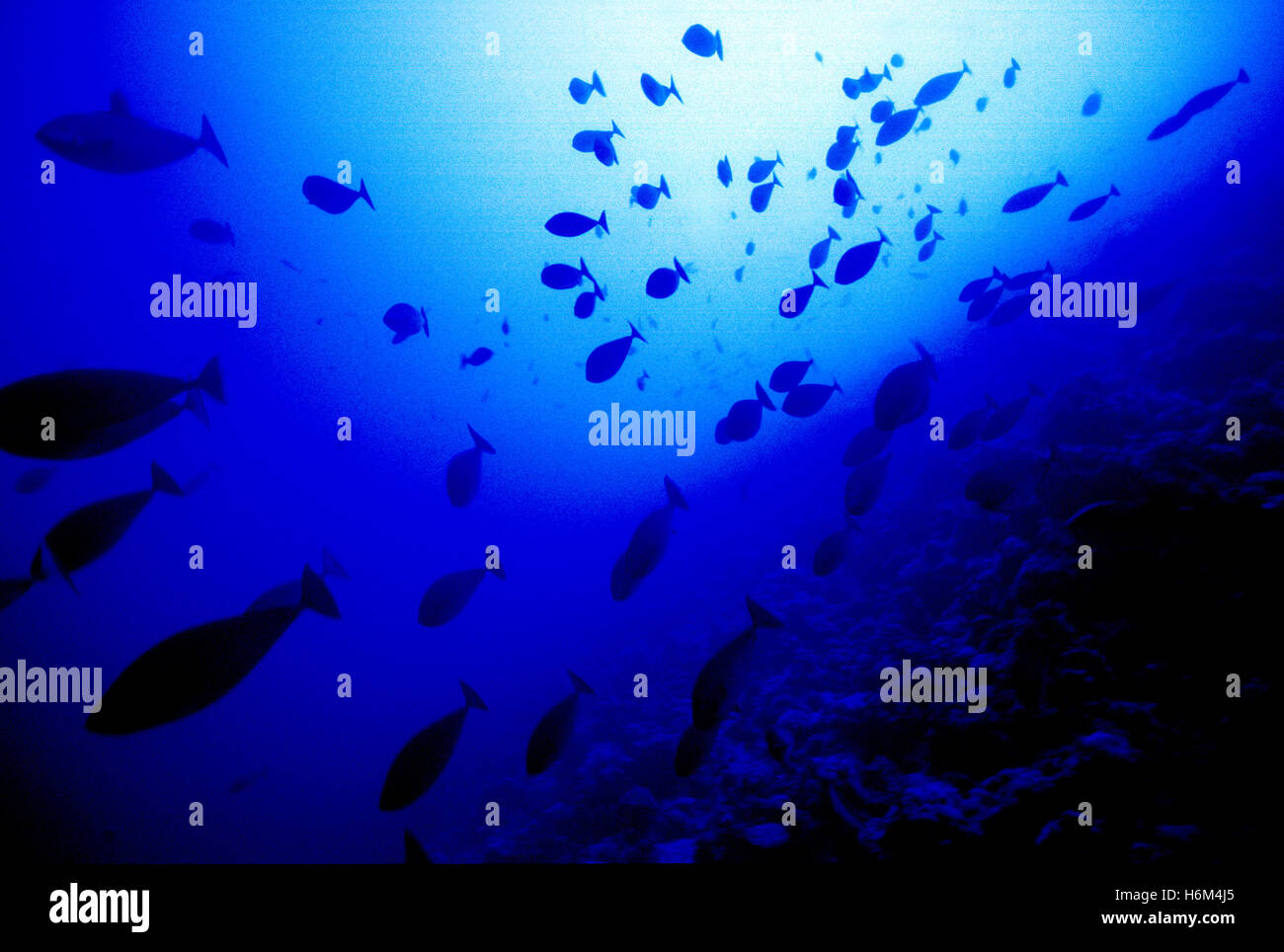 underwater world Stock Photo