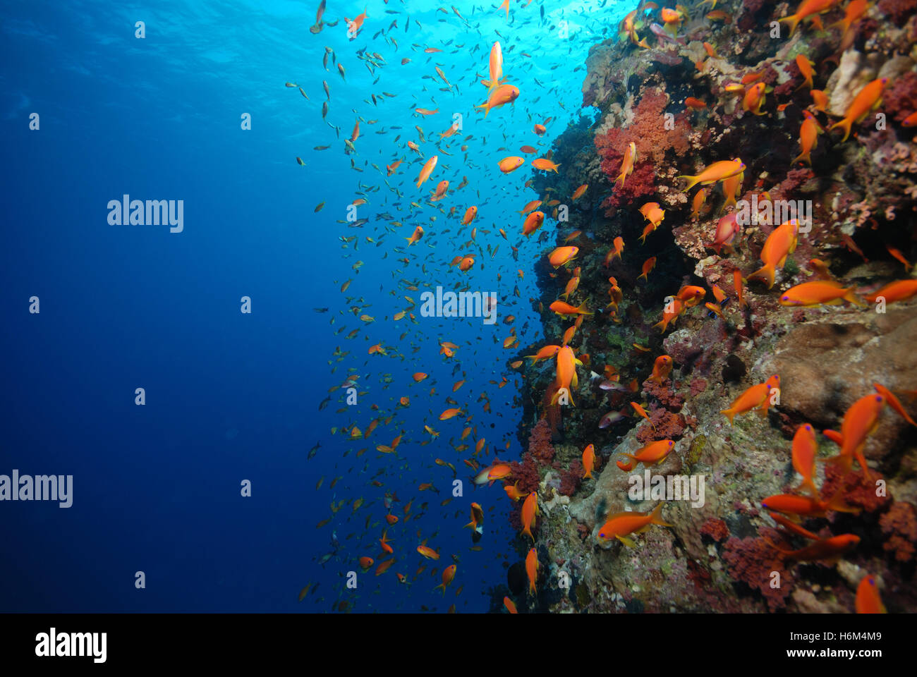 Drop off underwater hires stock photography and images Alamy