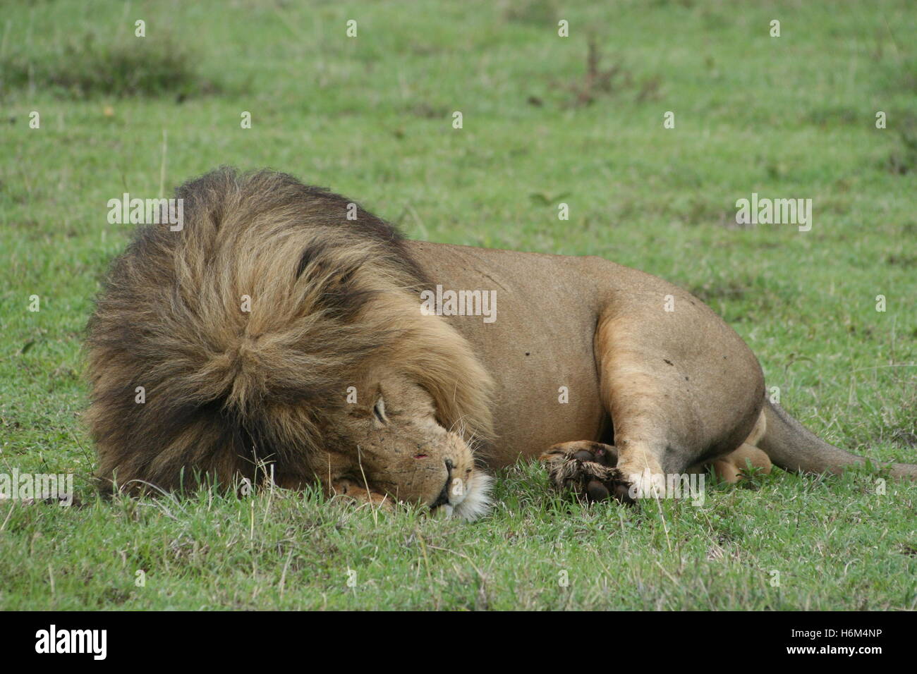 sleeping lion with superb mane Stock Photo