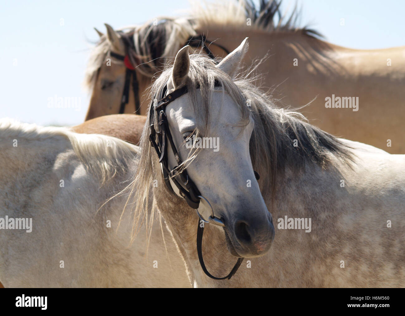 rental horses Stock Photo