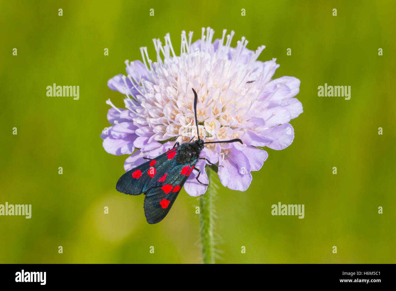 Scabiosa scabious flower being pollinated by six spot moth