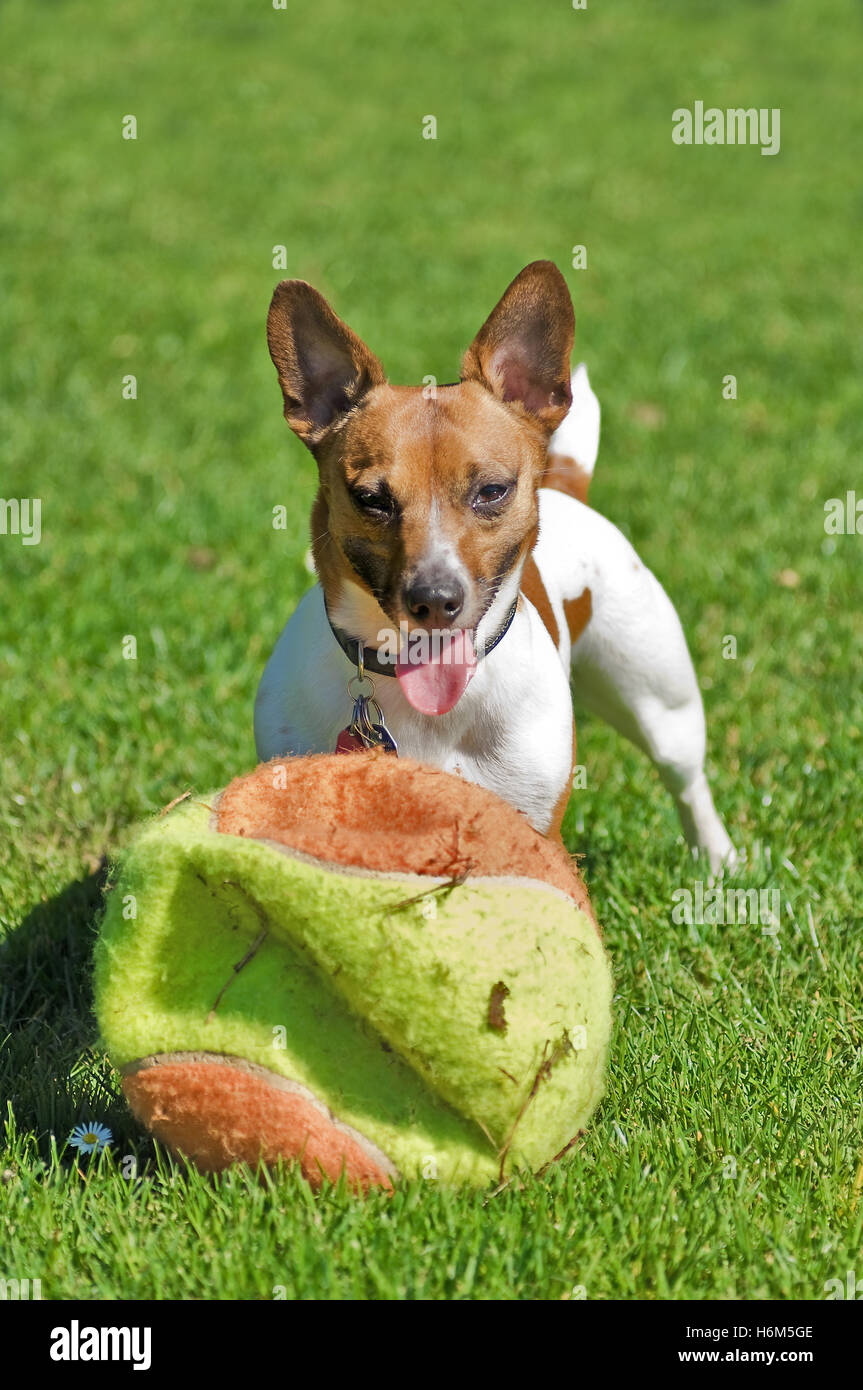 home animals Stock Photo