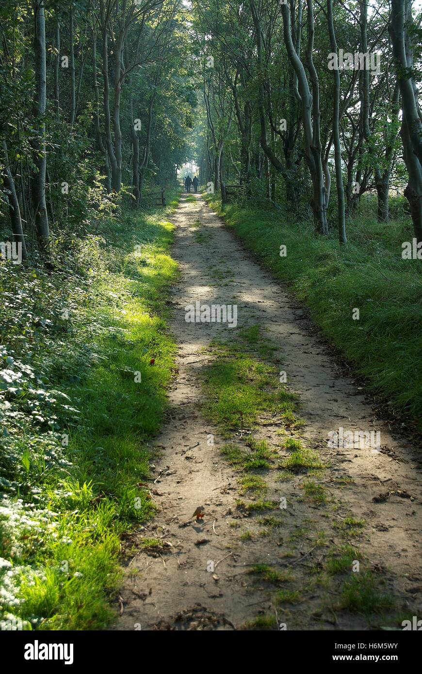 Wayside Trees High Resolution Stock Photography and Images - Alamy