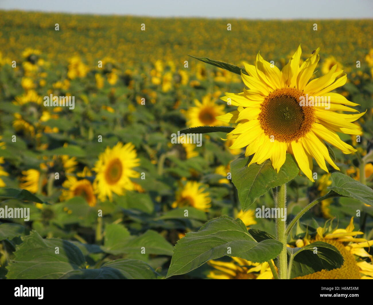 sunflower Stock Photo