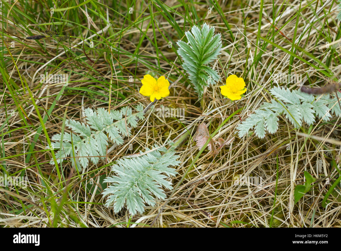 silverweed (Argentina anserina) flower growing in field, Norfolk, England, UK Stock Photo