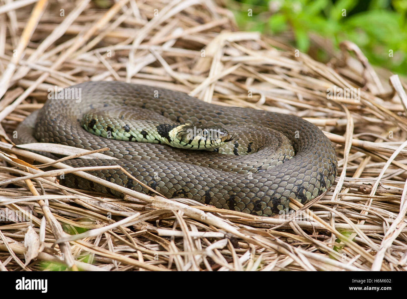 grass snake (Natrix natrix) adult resting on pile of dried grass