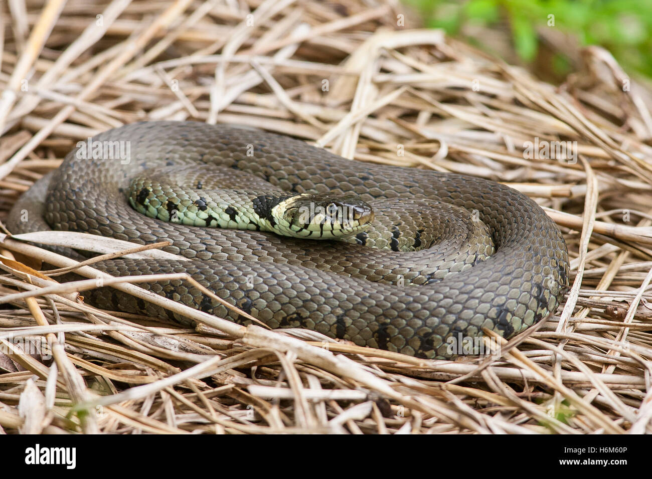 grass snake (Natrix natrix) adult resting on pile of dried grass, Norfolk, England, United kingdom Stock Photo